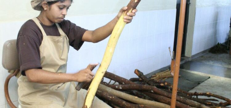 PROCESSING OF CEYLON CINNAMON : AGE -OLD TRADITIONS ROOTED IN A COLOURFUL HISTORY