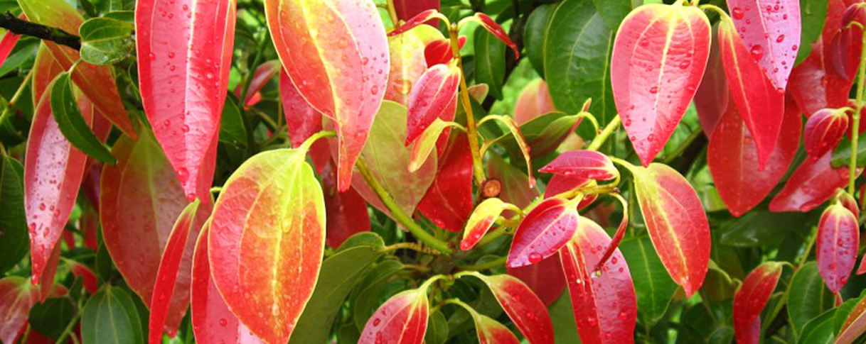 Ceylon Cinnamon (Cinamomum Zylanicum) a plant indigenous to Sri Lanka is a moderately size bushy ever green tree
